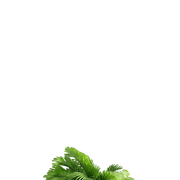transparent-5-1-1-1