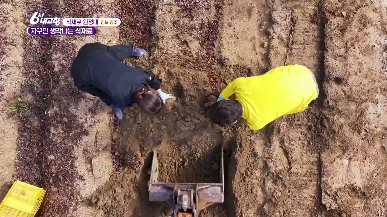 6시내고향 경북 영주 생강 마 추가 캡처 3