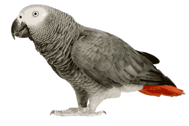 African-Grey