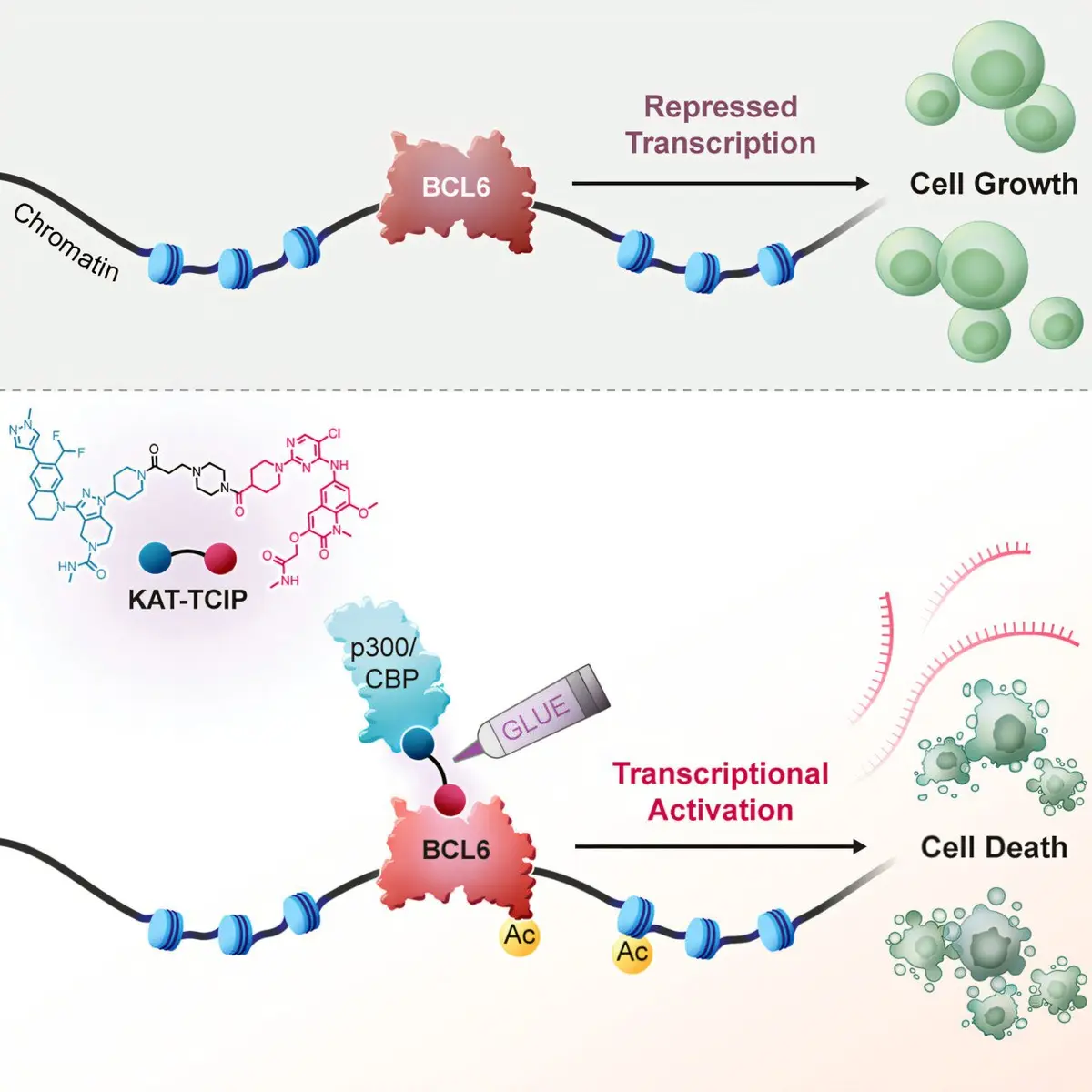 Molecular Glue Developed to Target Cancer-Related Proteins for Cell Death Activation