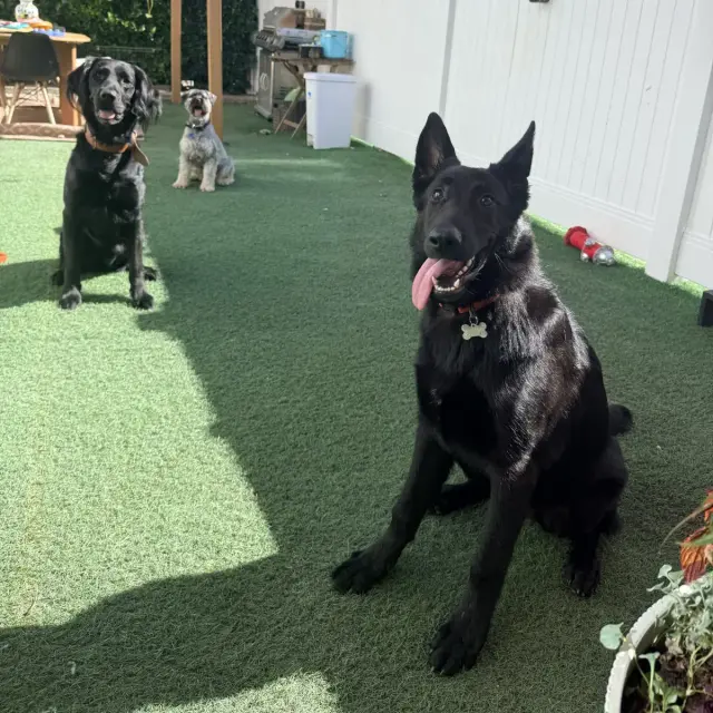 Dogs at Duke's Doggy Daycare