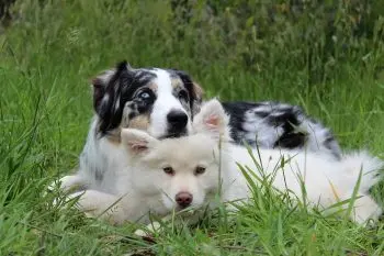 Creative Dog Names Starting with M: A Fun Guide for New Pet Owners