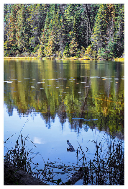 Pond-With-Lilies-11.jpg