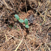 OTCPseedlings59 2026