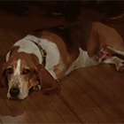 22.gif