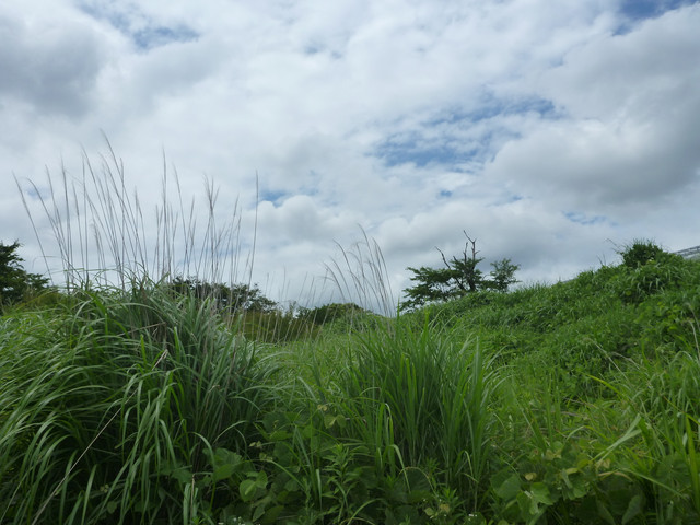 P1320415.jpg
