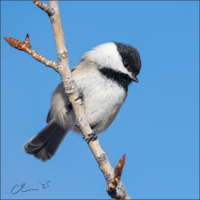 0-fb-chickadee-CAS09517