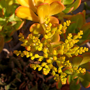 IMG-6705
