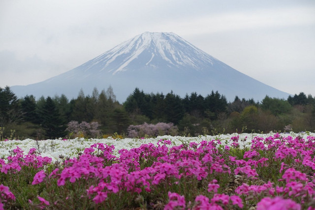 with-mt-fuji-it-will