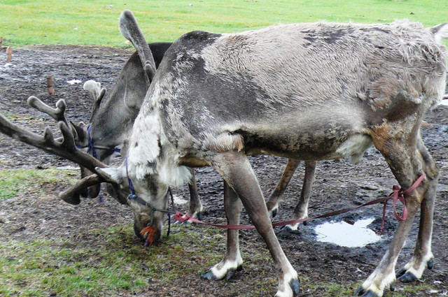 Reindeer-showing-tether