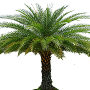 palmera2