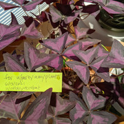 Oxalis triangularis