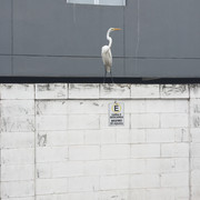 IMG-3437