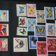 IMG-2080