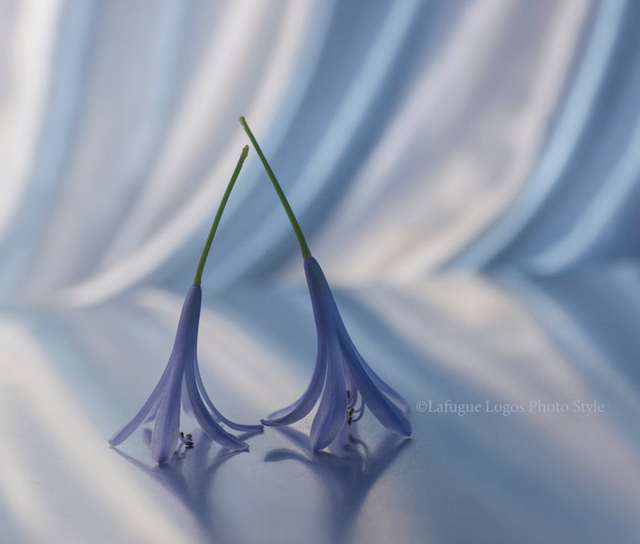 Lafugue Logos 61
