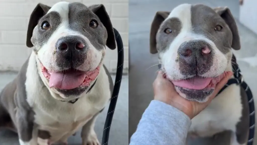 A Shelter Dog's Journey to a Forever Home