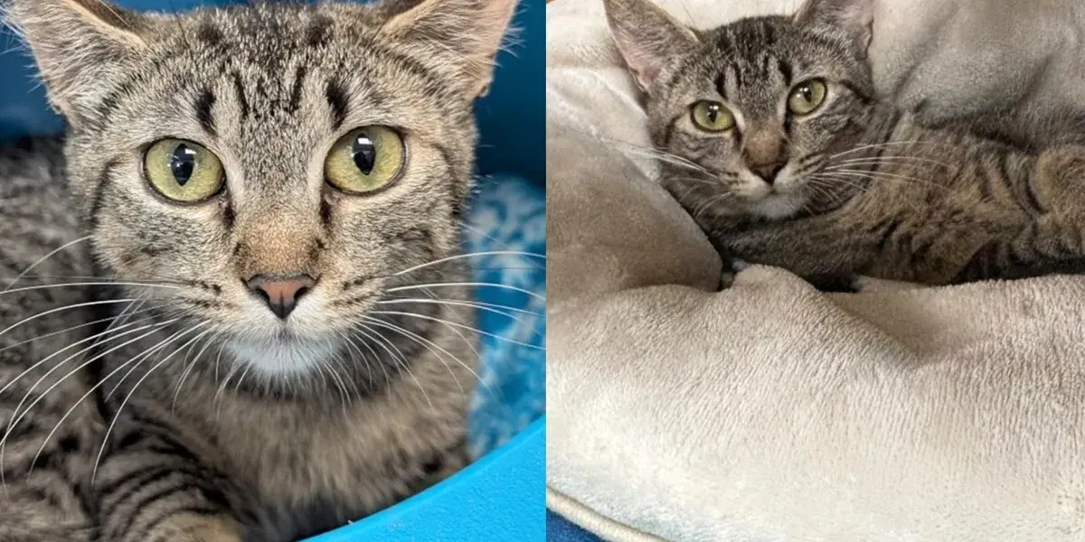 Feral Cat Finds Forever Home After Unexpected Change of Heart