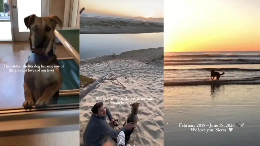 Family Honors Late Rescue Dog Sierra with Heartfelt Tribute