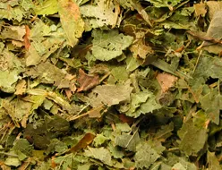 Myrtilli folium