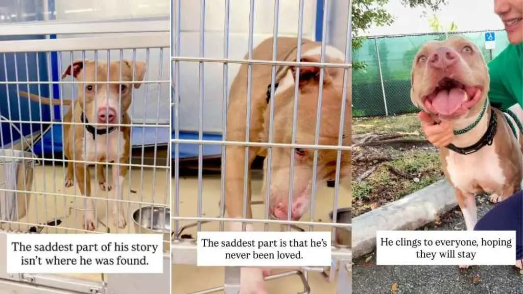 A Shelter Dog’s Desperate Plea for a Forever Home