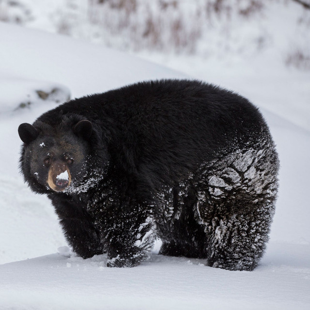 Bear2.jpg