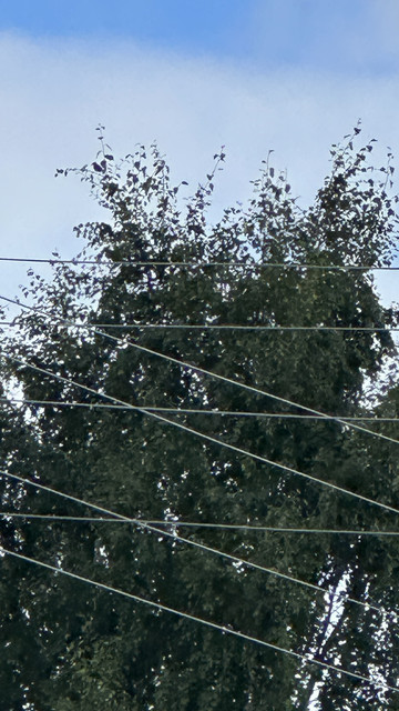 IMG 4938.jpg