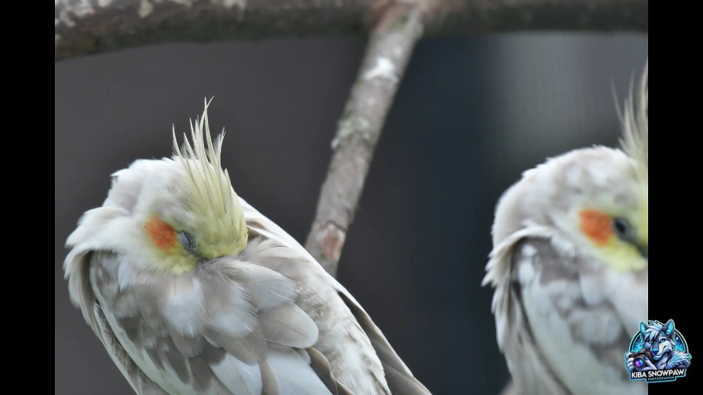 A pale cockatiel on a branch.