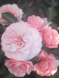 IMG0326A.jpg
