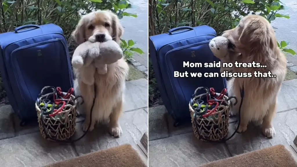 Golden Retriever Travels with Suitcase to Grandparents' Home