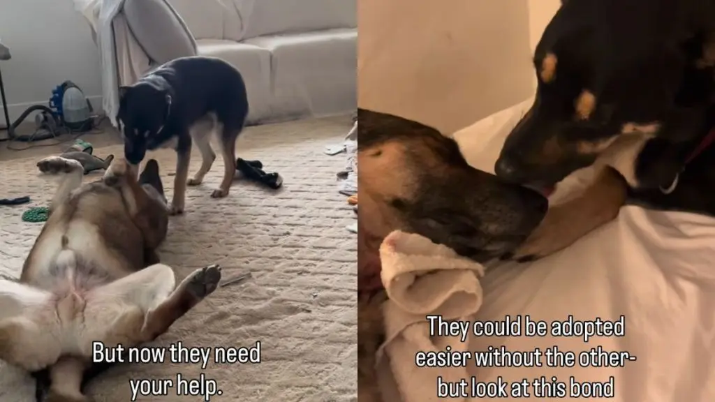 Dad & Daughter Dog Duo Seeking Forever Home Together