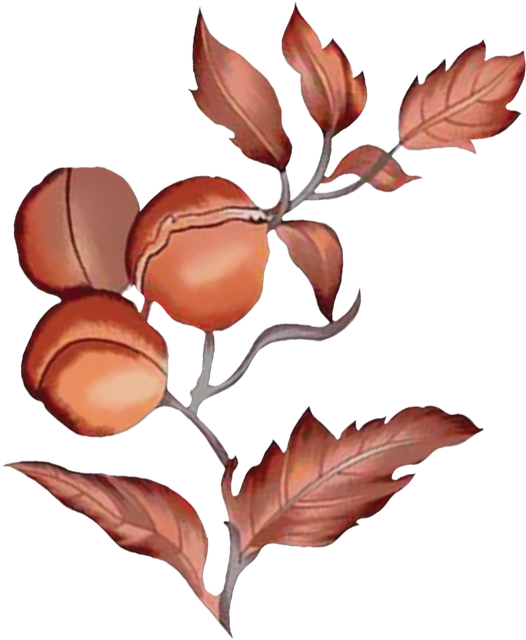 Layer 14 (7).png