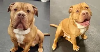 Finding Forever Love: Paul the Meatball's Long-Awaited Adoption