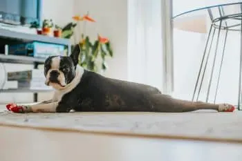 Healthy Joints for Boston Terriers: 6 Key Considerations
