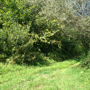 IMG-4117