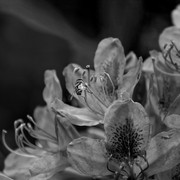 IMG-2914-Dx-O