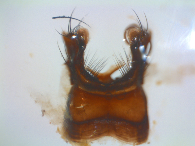 i.ibb.co/qBWsnsq/Anthomyia-procellaris-m1.jpg