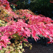 IMG-20221208-150146