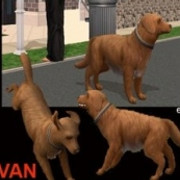Ivan