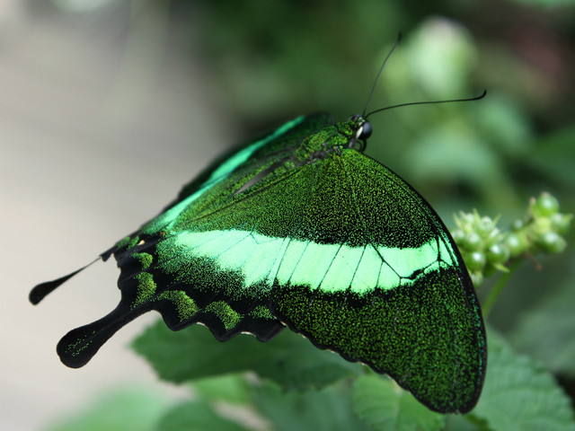Papilio-palinurus