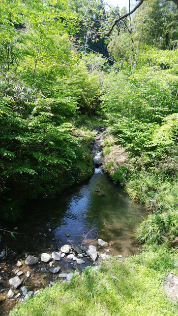 DSC-0010.jpg