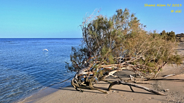 P1290059.jpg