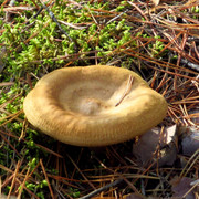 IMG-0375