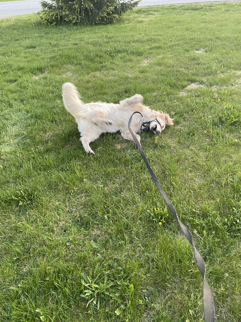 D3832197-717-C-45-FF-952-E-3-DE8-C2-BCA2