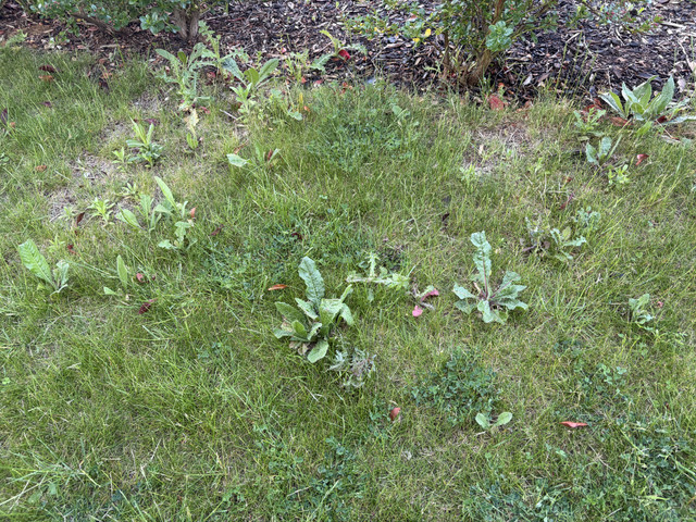 IMG 0982.jpg