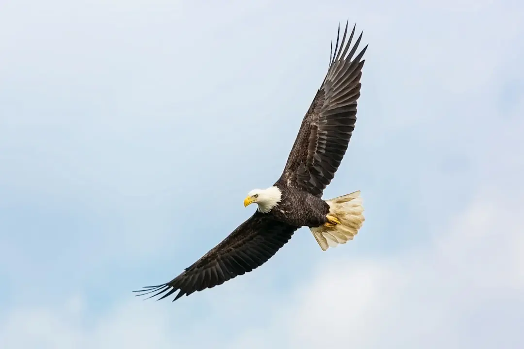 Eagles Soar to County, CVC Lake Titles Under Rose