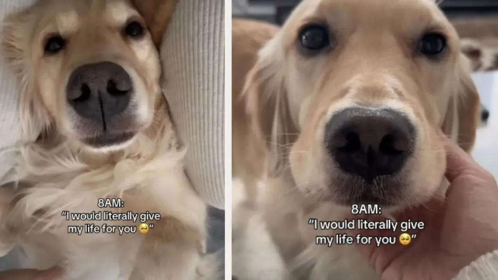 Owner's Feelings About Golden Retriever Change in 2 Hours