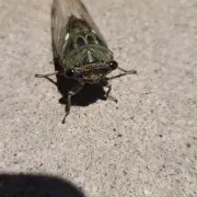 silly-cicada