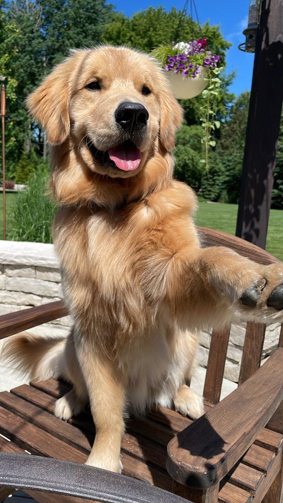 Chien
