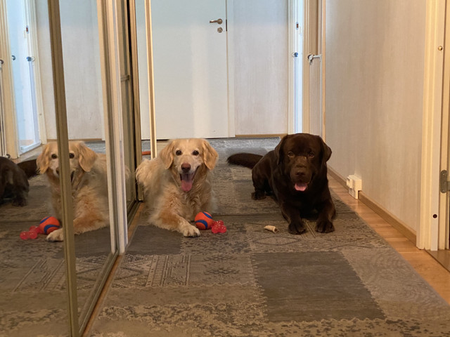 82-BE8183-3958-45-D3-8-EA6-2-B63-AF3-E81