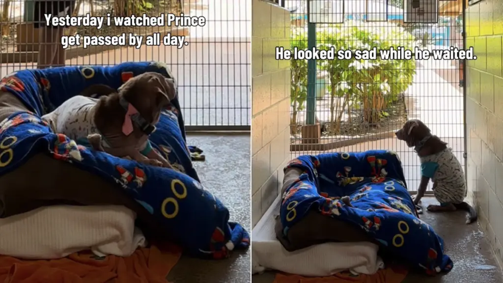 A Shelter Dog's Unseen Charm: Prince Awaits a Forever Home